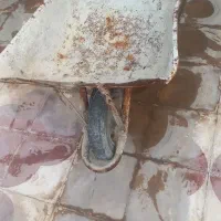 فرغون و بیل کشاورزی