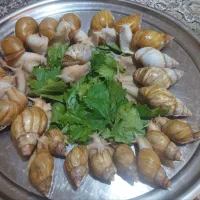 حلزون آلبینو