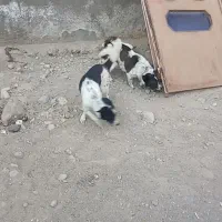 واگذاری یک جفت پاکوتاه سرابی نر و ماده