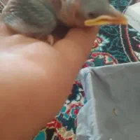 جوجه مینا