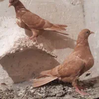 یک دونه لومو بالا تلف شده