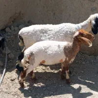 دوتامیش دوقلوزا آبستن با گتور