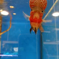 فلاور تایلندی