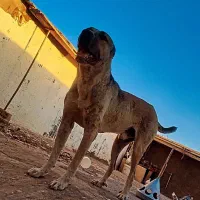 سگ سرابی 12 ماهه نگهبان سفت نسل دار
