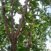 باقالی سبز