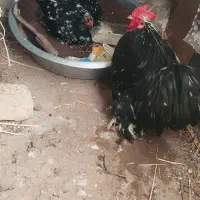مرغ و خروس زینتی رومانی
