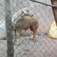 قوچ و بره قوچ افشاری