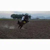 اسب