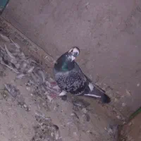 کبوتر|پرنده|کرباسک, |دیوار
