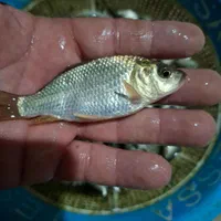 بیگهدوامور وانواع بچه ماهی