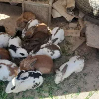 خرگوش|موش و خرگوش|مشهد, تبادکان|دیوار