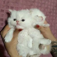بچه گربه هیمالین