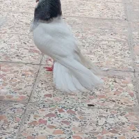 سوسنگرد کبوتر نر