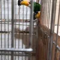 جفت کایک سرسیاه تخم کرده وجفت کاسکو