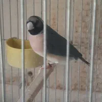 فنچ گلدین بیگ ماده