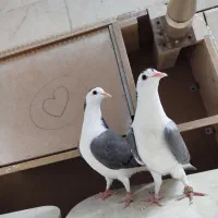 دمگیر جوجه