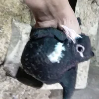 کبوتر گم شده