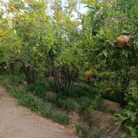 باغ-فروشی
