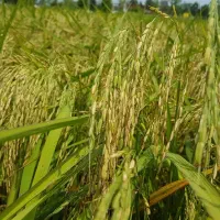 زمین کشاورزی شالیزار برنج