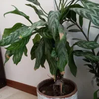 آگلونما با گلدان سفالی