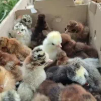 جوجه مرغ بومی زینتی سلطان