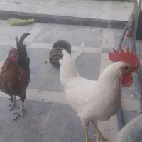 خروس