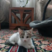 واگذاری رایگان بچه گربه