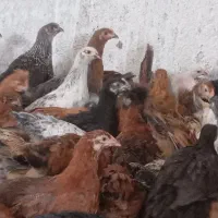 ۴ماهه جو جه مر غ تخم گذار