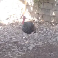 بوقلمون