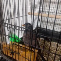مرغ مینا سخنگو