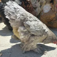 تخم نطفه دار برهما
