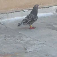 کبوتر