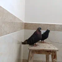 کبوتر|پرنده|عجب شیر, |دیوار