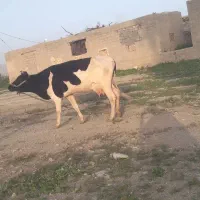فروش گاو|حیوانات مزرعه|بهبهان, |دیوار