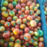 گروه گوجه چین میخوام