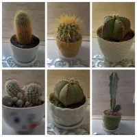 فروش گل های کاکتوس به صورت یکجا