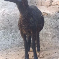 بره نر