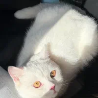 گربه اسکاتیش ، نر
