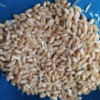 گندم آبی پیشگام7تن