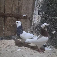 طوقی.شهری سیاه.قره سبز.