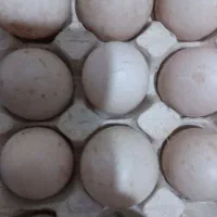 تخم اردک اسرائیلی
