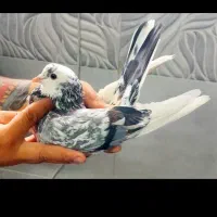 شازده هما سرور  با مادش