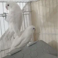 پرنده|پرنده|بیرجند, |دیوار
