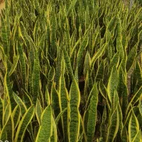 گل های آپارتمانی سانسوریا حراج