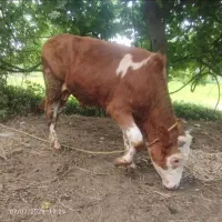 گوساله سمینتال 26۰تا 270کیلو  در رشت