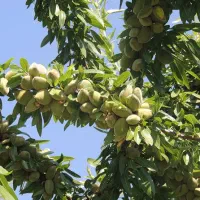 (فروش یا معاوضه با ماشین ) باغ بادام