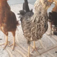 فروش مرغ وخروس محلی