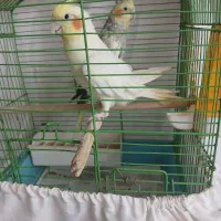عروس مرغ عشق فنج