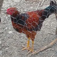 خروس