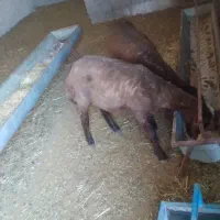 بره ماده  و نر میش قوچ
